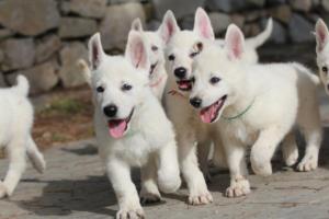 White-Shepherd-Puppies-BTWW-Spartans-068