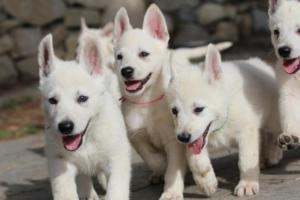 White-Shepherd-Puppies-BTWW-Spartans-069