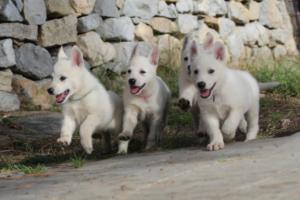 White-Shepherd-Puppies-BTWW-Spartans-070