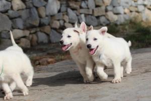 White-Shepherd-Puppies-BTWW-Spartans-071