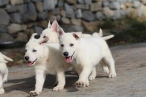 White-Shepherd-Puppies-BTWW-Spartans-072