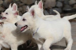 White-Shepherd-Puppies-BTWW-Spartans-074