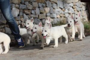 White-Shepherd-Puppies-BTWW-Spartans-075