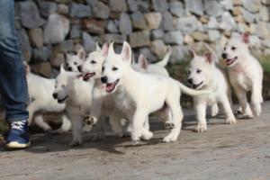 White-Shepherd-Puppies-BTWW-Spartans-076