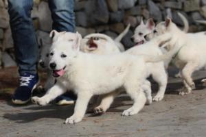 White-Shepherd-Puppies-BTWW-Spartans-077