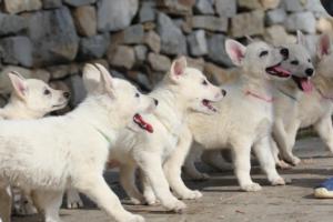 White-Shepherd-Puppies-BTWW-Spartans-082