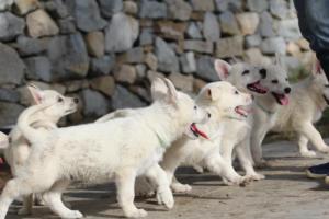 White-Shepherd-Puppies-BTWW-Spartans-083