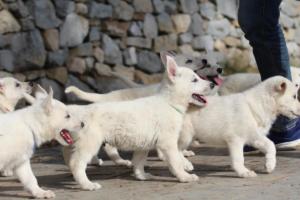White-Shepherd-Puppies-BTWW-Spartans-084