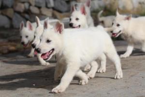 White-Shepherd-Puppies-BTWW-Spartans-086
