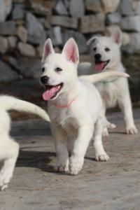 White-Shepherd-Puppies-BTWW-Spartans-087