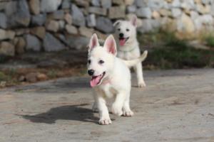 White-Shepherd-Puppies-BTWW-Spartans-088