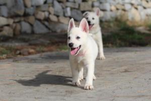 White-Shepherd-Puppies-BTWW-Spartans-089