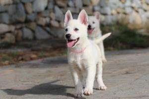 White-Shepherd-Puppies-BTWW-Spartans-090