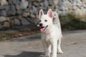 White-Shepherd-Puppies-BTWW-Spartans-091