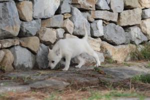 White-Shepherd-Puppies-BTWW-Spartans-093