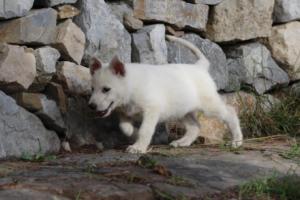 White-Shepherd-Puppies-BTWW-Spartans-094