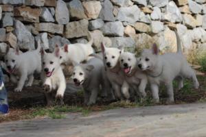 White-Shepherd-Puppies-BTWW-Spartans-095