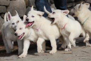 White-Shepherd-Puppies-BTWW-Spartans-096