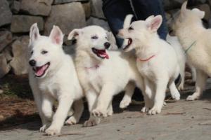 White-Shepherd-Puppies-BTWW-Spartans-097