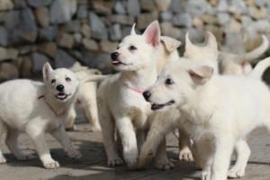 White-Shepherd-Puppies-BTWW-Spartans-098
