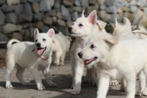 White-Shepherd-Puppies-BTWW-Spartans-099