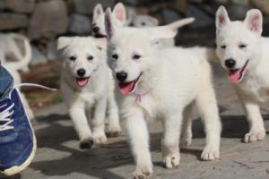 White-Shepherd-Puppies-BTWW-Spartans-121