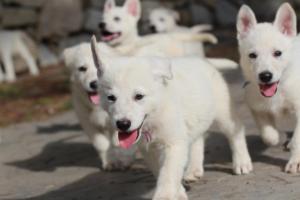 White-Shepherd-Puppies-BTWW-Spartans-122