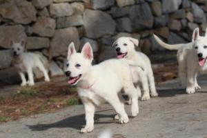 White-Shepherd-Puppies-BTWW-Spartans-123