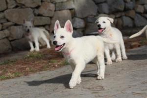 White-Shepherd-Puppies-BTWW-Spartans-124