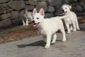 White-Shepherd-Puppies-BTWW-Spartans-125