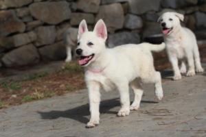 White-Shepherd-Puppies-BTWW-Spartans-126