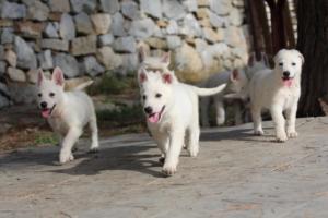 White-Shepherd-Puppies-BTWW-Spartans-145
