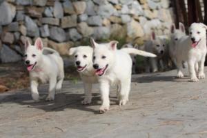 White-Shepherd-Puppies-BTWW-Spartans-146