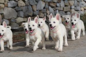 White-Shepherd-Puppies-BTWW-Spartans-170