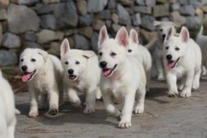 White-Shepherd-Puppies-BTWW-Spartans-171