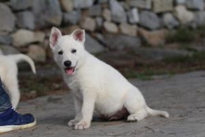 White-Shepherd-Puppies-BTWW-Spartans-201