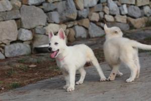 White-Shepherd-Puppies-BTWW-Spartans-246