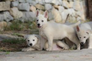 White-Shepherd-Puppies-BTWW-Spartans-259