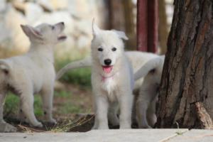 White-Shepherd-Puppies-BTWW-Spartans-265