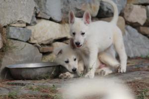 White-Shepherd-Puppies-BTWW-Spartans-268