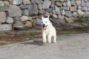 White-Shepherd-Puppies-BTWW-Spartans-271
