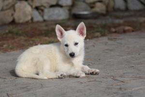 White-Shepherd-Puppies-BTWW-Spartans-285