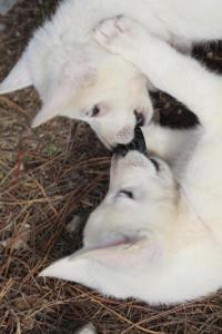 White-Shepherd-Puppies-BTWW-Spartans-314