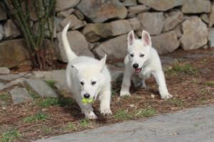 White-Shepherd-Puppies-BTWW-Spartans-373