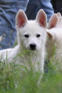White-Shepherd-Puppies-BTWW-Spartans-01112019012