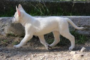 White-Shepherd-Puppies-BTWW-Spartans-06112019-046
