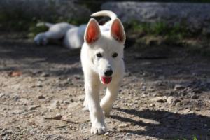 White-Shepherd-Puppies-BTWW-Spartans-06112019-058