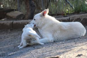 White-Shepherd-Puppies-BTWW-Sparta-03122019-050