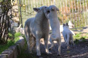 White-Shepherd-Puppies-BTWW-Sparta-03122019-052