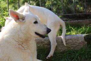 White-Shepherd-Puppies-BTWW-Sparta-03122019-063